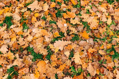 Sonbahar yaprakları doku. Sarı Meşe yaprağı çöp yerde