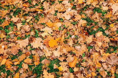 Texture of autumn leaves. Yellow oak leaf litter on the floor in clipart