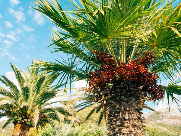 Un palmier. Date arbre au Monténégro . — Photo