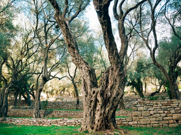 Zeytin bahçeleri ve bahçeleri Karadağ — Stok fotoğraf