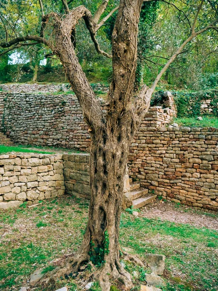 Árvore de oliveira. Azeitonas e jardins — Fotografia de Stock