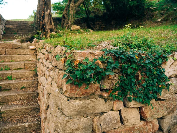 Pedras cobertas de hera. Textura de plantas selvagens — Fotografia de Stock