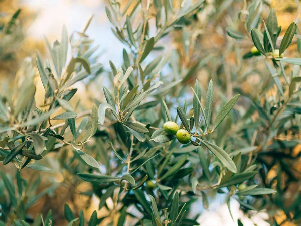 Rama de olivo con frutos. Olivos y jardines en Montenegro — Foto de Stock