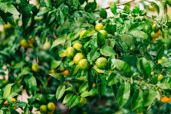 Reifung auf dem Baum eine Mandarine. montenegrinische Mandarinenbäume. ho — Stockfoto