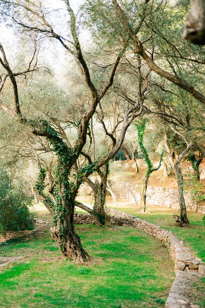 橄榄树园林和花园在黑山 — 图库照片