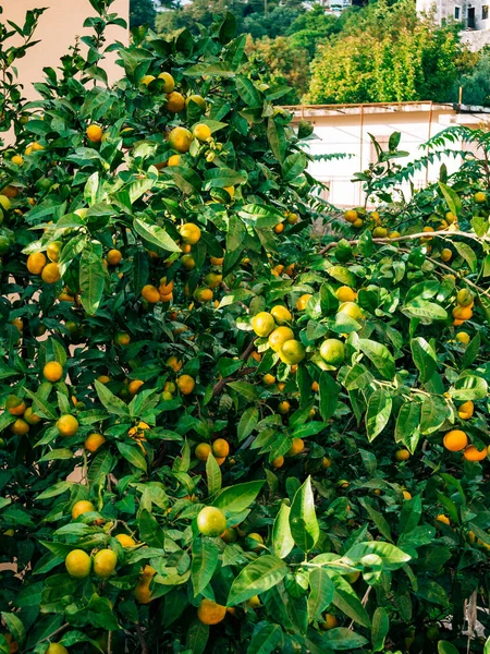 Ripening on the tree a tangerine. Montenegrin mandarin trees. Ho — Stock Photo, Image