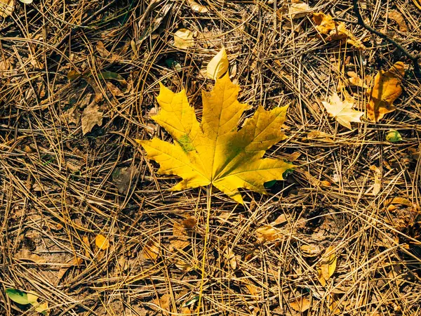 Textura de las hojas de otoño —  Fotos de Stock