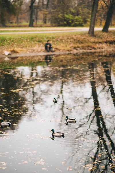 Дикие утки на озере — стоковое фото