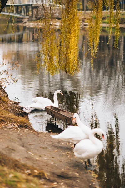 Белые лебеди на озере. Осенний парк, желтые листья на деревьях — стоковое фото