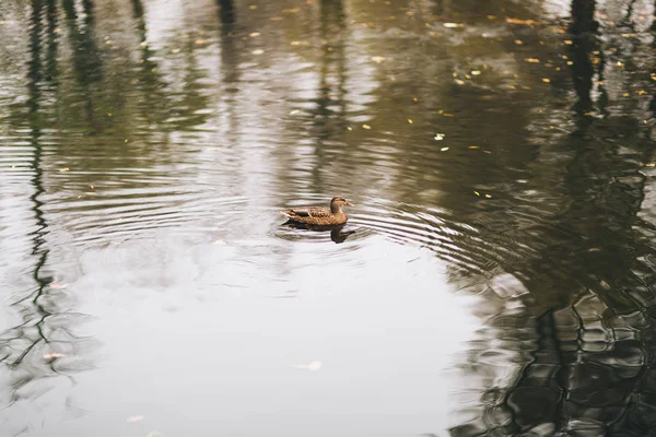 Patos salvajes en el lago — Foto de Stock