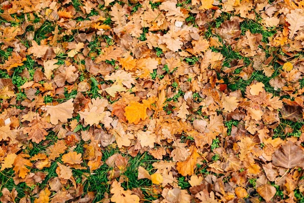 Textura de hojas de otoño. Hoja de roble amarillo en el suelo en — Foto de Stock