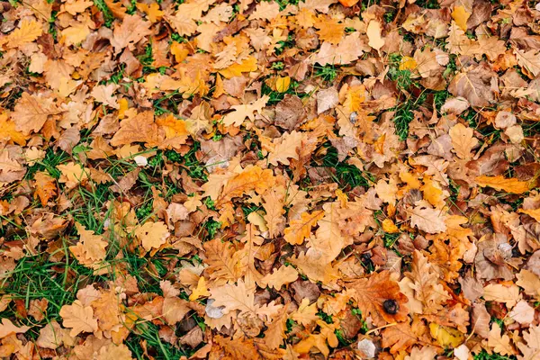 Textura podzimní listí. Žluté dubové hrabanka na podlaze v — Stock fotografie