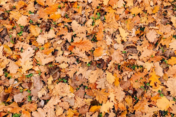 Textura de hojas de otoño. Hoja de roble amarillo en el suelo en — Foto de Stock