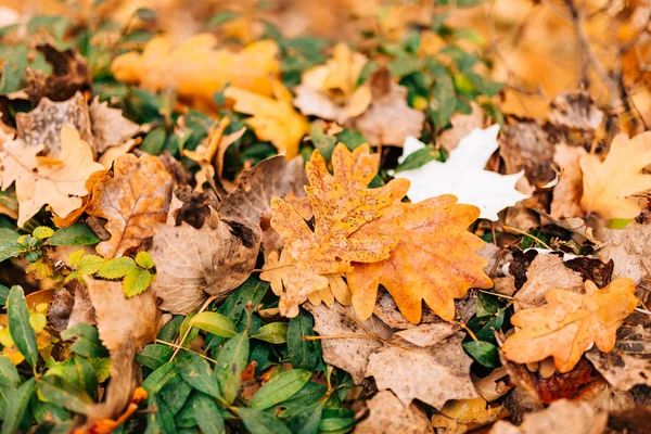 Őszi levelek textúra. Sárga tölgy avar a padlón — Stock Fotó