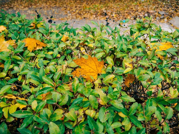 Textura de folhas de outono. Folha de carvalho amarelo litter no chão em — Fotografia de Stock