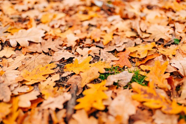 Textura podzimní listí. Žluté dubové hrabanka na podlaze v — Stock fotografie