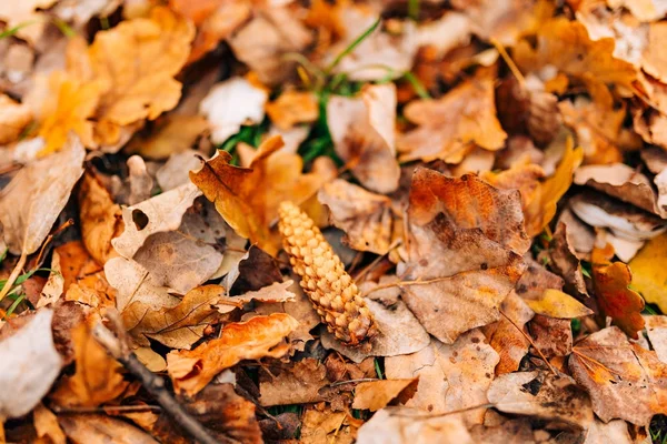 Tekstur daun musim gugur. Kuning daun serasah di lantai di — Stok Foto
