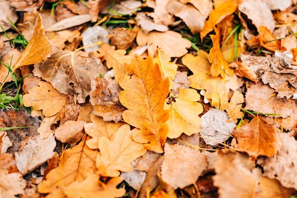 Textura de hojas de otoño. Hoja de roble amarillo en el suelo en —  Fotos de Stock