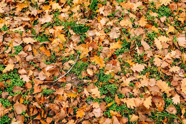 Текстура осенних листьев. Желтый дубовый лист на полу в — стоковое фото