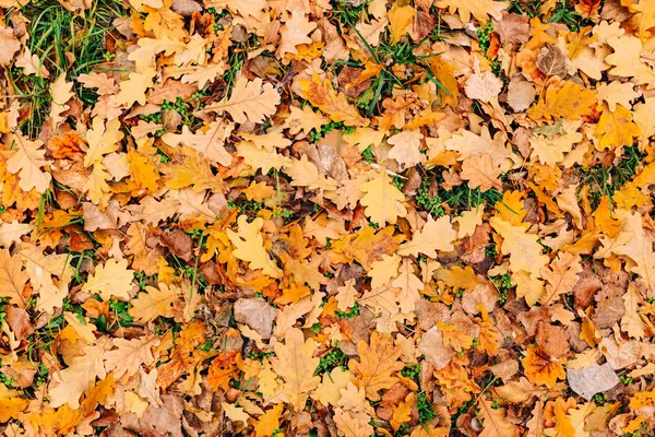 Texture of autumn leaves. Yellow oak leaf litter on the floor in — Stock Photo, Image