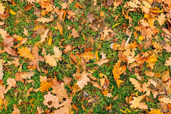 Textura de folhas de outono. Folha de carvalho amarelo litter no chão em — Fotografia de Stock