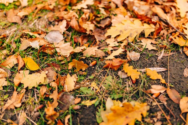 Textura de hojas de otoño. Hoja de roble amarillo en el suelo en — Foto de Stock