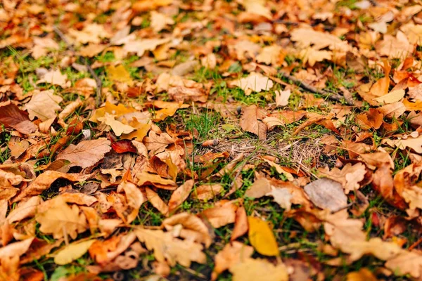 Őszi levelek textúra. Sárga tölgy avar a padlón — Stock Fotó