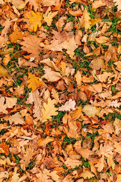 Textura de hojas de otoño. Hoja de roble amarillo en el suelo en — Foto de Stock