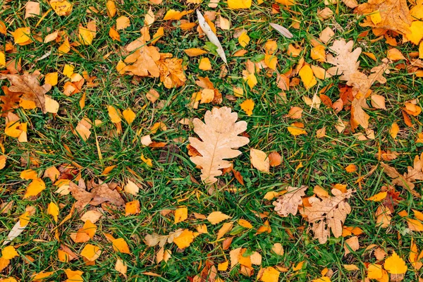 Υφή του φθινοπώρου φύλλα. Κίτρινο φύλλο βελανιδιάς σκουπίδια στο πάτωμα στο — Φωτογραφία Αρχείου