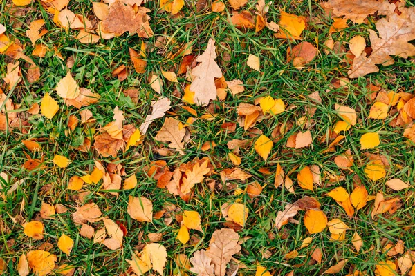 Текстура осіннього листя. Жовтий дубовий лист на підлозі в — стокове фото