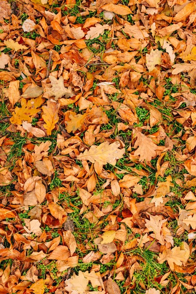 Texture of autumn leaves. Yellow oak leaf litter on the floor in Royalty Free Stock Images