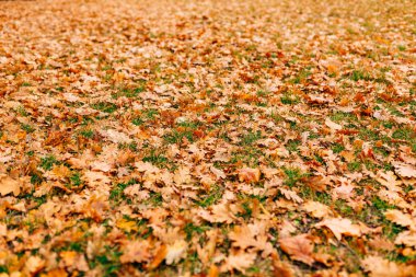 Sonbahar yaprakları doku. Sarı Meşe yaprağı çöp yerde