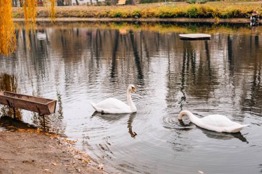 Beyaz kuğular gölde. Sonbahar park, ağaçlarda sarı yapraklar