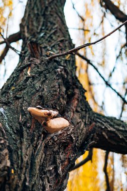 Sarı mantar ağacı üzerinde. Kükürt mantarı