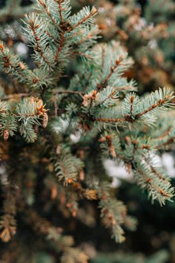 Yeşil dallar ağaçta yedim