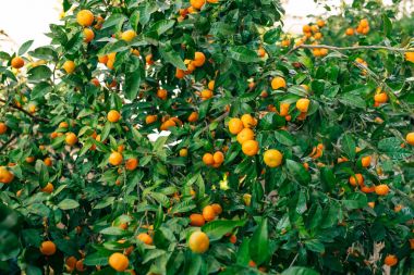 Portakal mandalina ağacı üzerinde. Olgun mandalina. Karadağ mandari