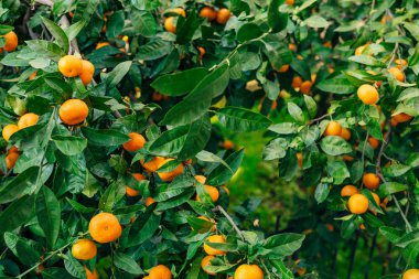 Portakal mandalina ağacı üzerinde. Olgun mandalina. Karadağ mandari