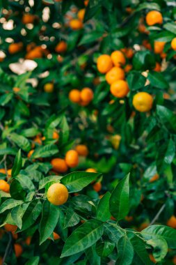 Portakal mandalina ağacı üzerinde. Olgun mandalina. Karadağ mandari