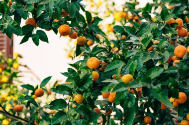 Portakal mandalina ağacı üzerinde. Olgun mandalina. Karadağ mandari