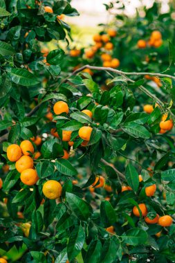 Portakal mandalina ağacı üzerinde. Olgun mandalina. Karadağ mandari