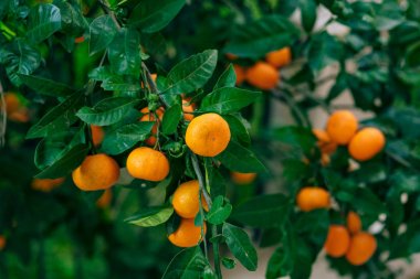 Portakal mandalina ağacı üzerinde. Olgun mandalina. Karadağ mandari