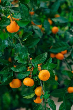 Portakal mandalina ağacı üzerinde. Olgun mandalina. Karadağ mandari