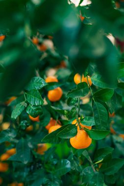 Portakal mandalina ağacı üzerinde. Olgun mandalina. Karadağ mandari