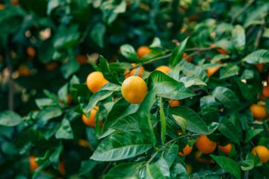 Portakal mandalina ağacı üzerinde. Olgun mandalina. Karadağ mandari