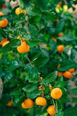 Portakal mandalina ağacı üzerinde. Olgun mandalina. Karadağ mandari