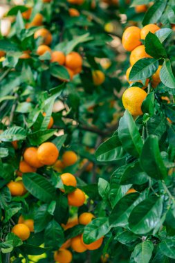 Portakal mandalina ağacı üzerinde. Olgun mandalina. Karadağ mandari