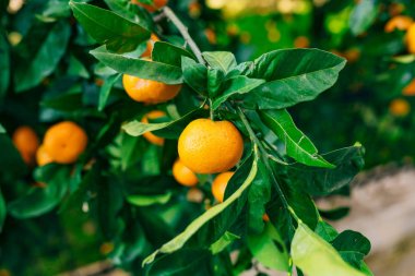 Portakal mandalina ağacı üzerinde. Olgun mandalina. Karadağ mandari