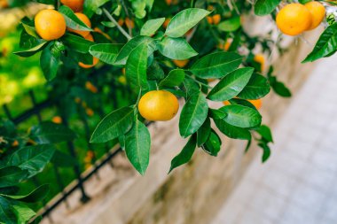 Portakal mandalina ağacı üzerinde. Olgun mandalina. Karadağ mandari