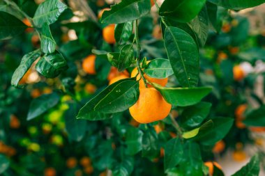 Portakal mandalina ağacı üzerinde. Olgun mandalina. Karadağ mandari