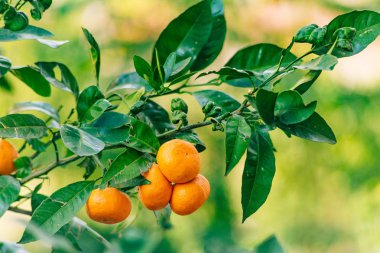 Portakal mandalina ağacı üzerinde. Olgun mandalina. Karadağ mandari
